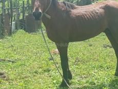 Лошадь 🐎 