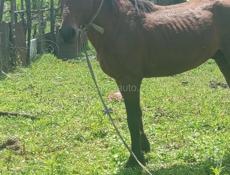 Лошадь 🐎 