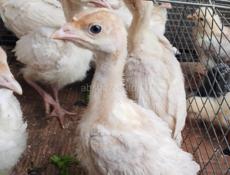 Продаются индюшата 2,5 Нед осталось 14 шт 