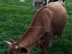 Продаются коровы 