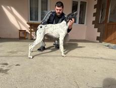 Продаётся кобель пойнтера 