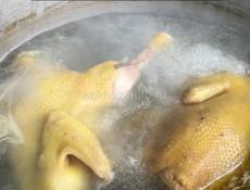 Куры, петухи 