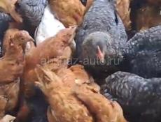 2 -х месячные цыплята Редбро и Гризбар мясо-яичной породы 