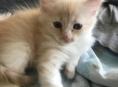котенок агудзера