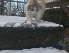 котенок агудзера