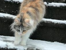 котенок агудзера
