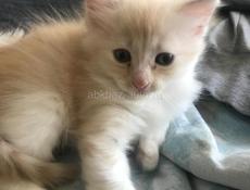 котенок агудзера