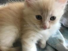 котенок агудзера