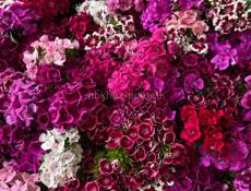 💐💐Гвоздика Турецкая