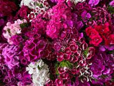 💐💐Гвоздика Турецкая