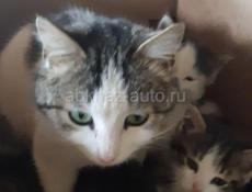 Котята