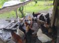 Куры,петухи продаю