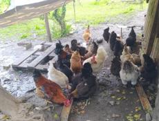 Куры,петухи продаю