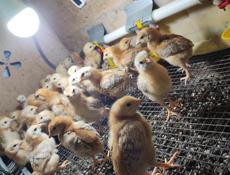Продам цыплят , разный возраст, от 2 х недельных до 2 м 