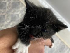 Котята даром❗️