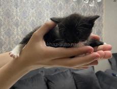 Котята даром❗️