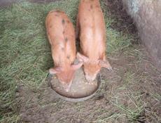Продаются поросята