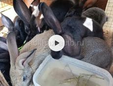 Кролики самецы молодые