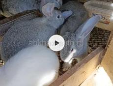 Кролики самецы молодые
