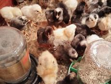 Продам цыплят 