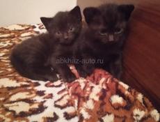 🐾 Раздаем котят! 🐾
