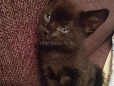 🐾 Раздаем котят! 🐾