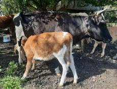 Продаётся корова с телёнком