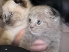 Котята вислоухие