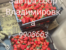 Клубника