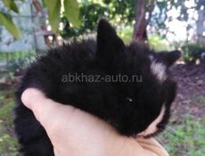 Декоративные кролики 