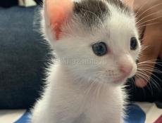 отдам котят