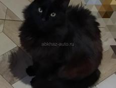 Пропала кошка !