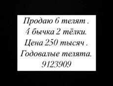 Продаю телят