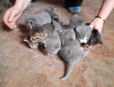 Котята 