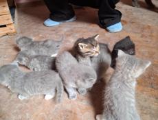 Котята 