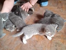 Котята 