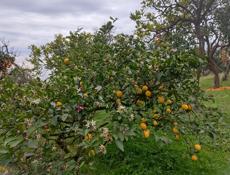 Продается 2 эт.жилой дом с видом на море игоры-5 млн.р