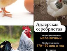 Адлеровская серебристая, кучинская юбилейная, плимутрок