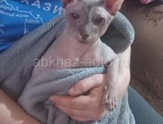 Отдаю в хорошие руки сфинкса связи с отъездом, коту почти год