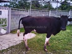 Продается корова 120 кг 70 000 р