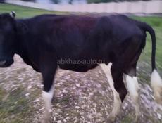 Продается корова 120 кг 70 000 р