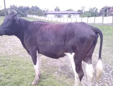 Продается корова 120 кг 70 000 р