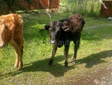 Продаются 