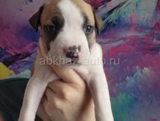 Щенки СТАФФОРДШИРСКОГО ТЕРЬЕРА