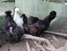 Цыплята китайские шёлковые