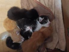 Звонить или писать на Вотсапп 7752026 Отдам чудных Котят в добрые руки  ( Кошку стерилизую) Поспешите  Котята тихие спокойные , обработаны от блох/ паразитов  Центральный рынок 