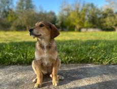 ВАША ЛУЧШАЯ СОБАКА