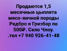 Продаются 1,5 месячные цыплята Редбро и Гризбар 