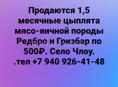 Продаются 1,5 месячные цыплята Редбро и Гризбар 