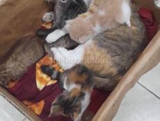 Отдам котят в хорошие руки